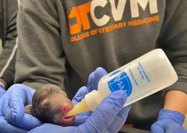 A human feeds a baby bear cub from a bottle. 