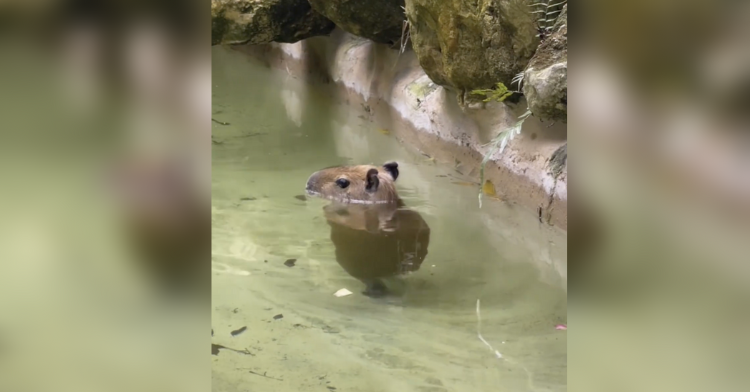 Zoo's 'romantic' efforts bring arrival of first capybara baby in