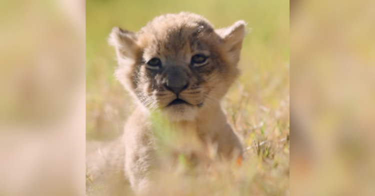 baby lion cub