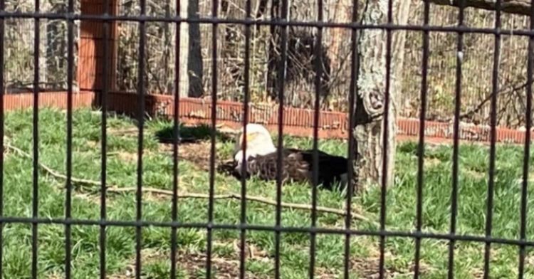 A bald eagle dad proudly sits on a rock.