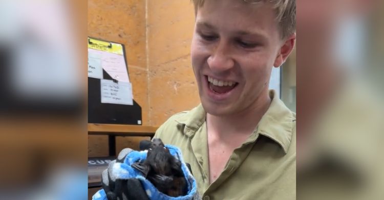Robert Irwin holds a fruit bat swaddled in a blanket.