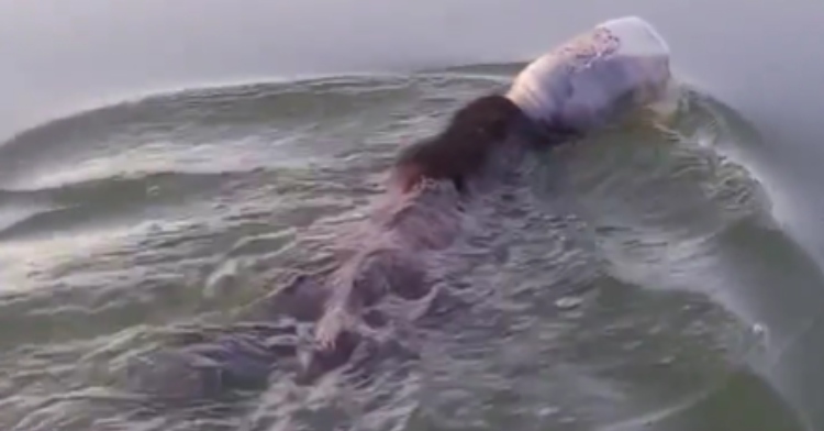 A bear swims in a Wisconsin lake with a large container stuck in his head.