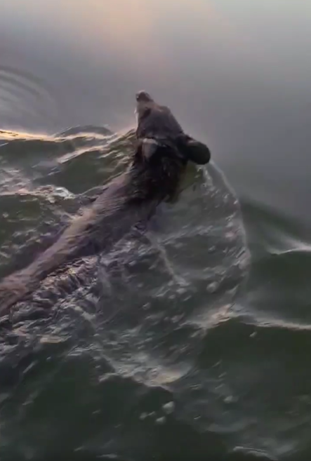 A bear swims in a Wisconsin lake after humans rescue it from the container stuck on his head.