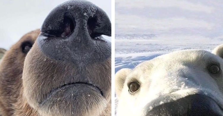 bear snoots