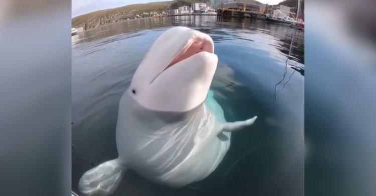 A beluga whale poses for a kayaker's GoPro camera.