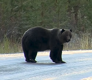 Bear 122 standing in the middle of the road.