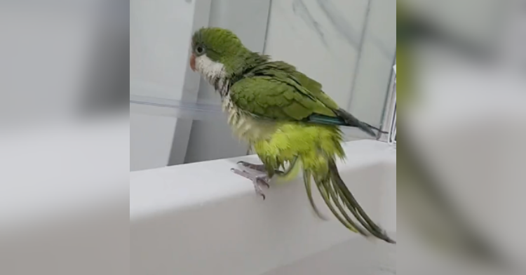 bird on side of bathtub