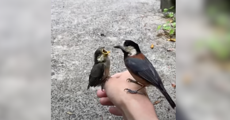 birds perched on hand