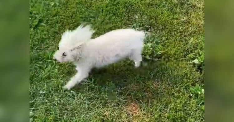 A blind dog gets to play outside in the grass.