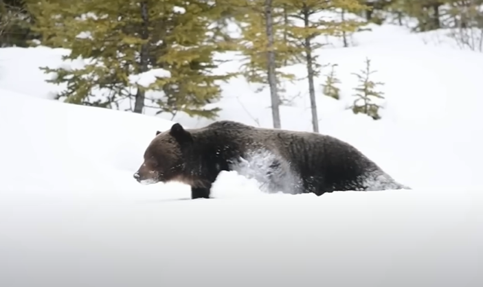 A massive grizzly bear known as "The Boss" walking in the snow. 