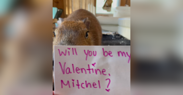 capybara eating valentine