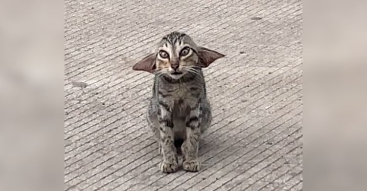 A cat that looks like both Baby Yoda and Dobby.