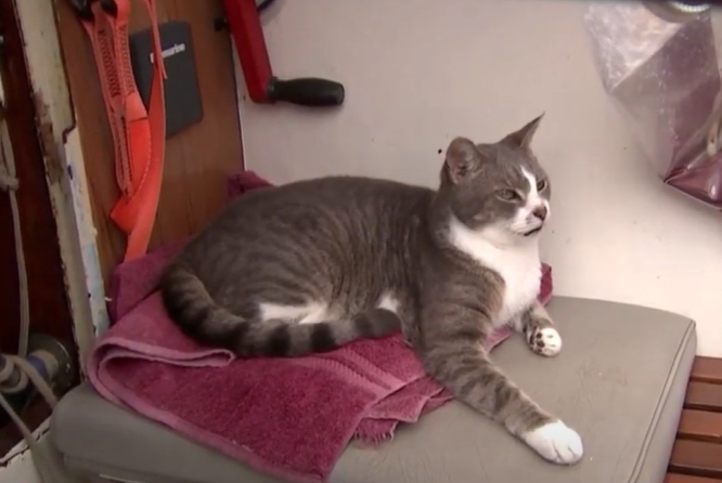 A grey cat laying on a towel in a boat.