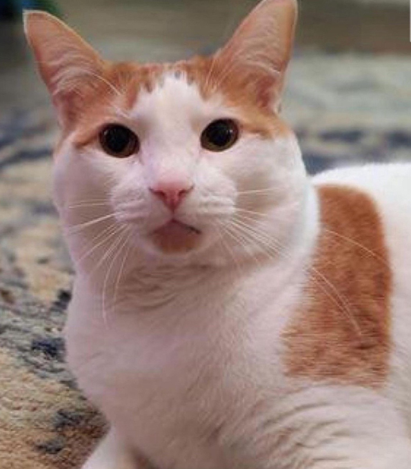 An orange and white cat looking into the camera.