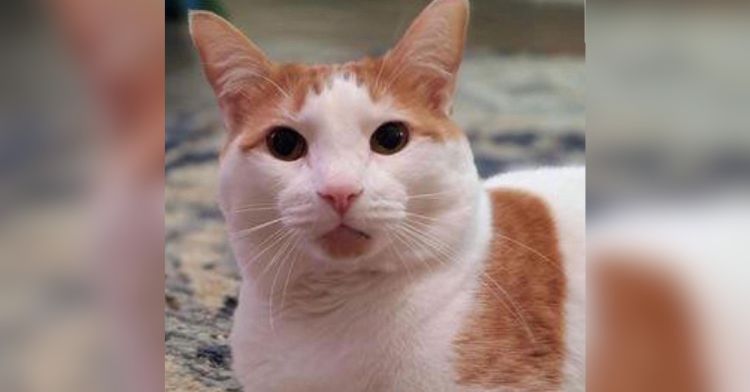 An orange and white cat looking into the camera.