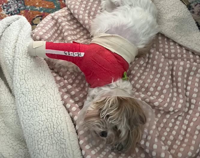 A dog, Oakley, lays on blankets after a coyote attack. She is wearing a cone and a splint is on her leg.
