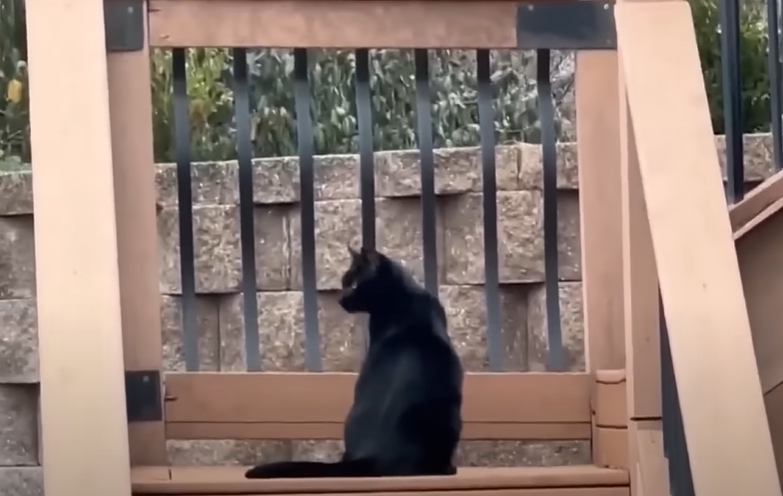 A black cat, Binx, sits outside on a staircase. Her back is toward us but she's looking over her shoulder a bit to where we can see the side of her face.