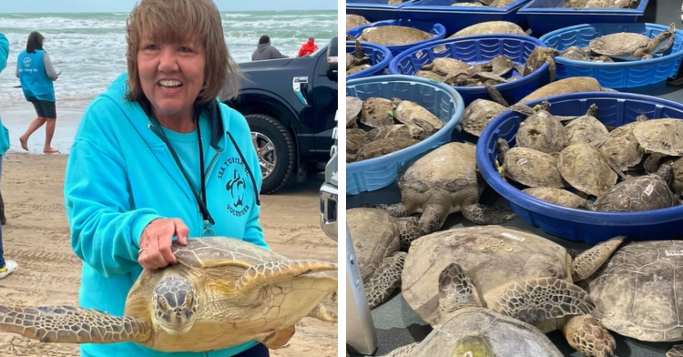 A two-photo collage. The first shows a smiling woman on a beach as she carries a large sea turtle. The second photo shows a large number of sea turtles inside a facility. Some are placed in kiddie pools.