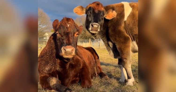 A blind rescue cow and her best friend hanging out in the grass.