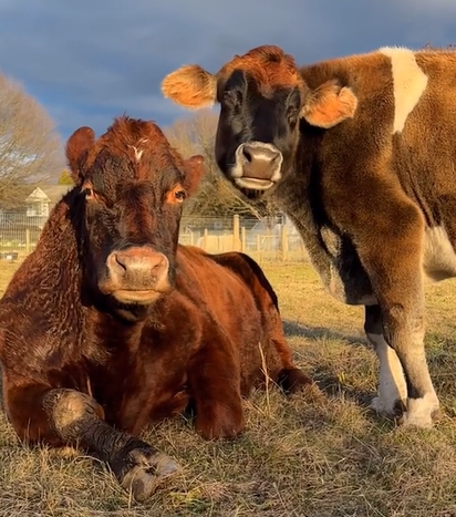 A blind rescue cow and her best friend hanging out in the grass. 