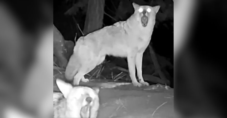 Two coyotes singing in the woods at night.