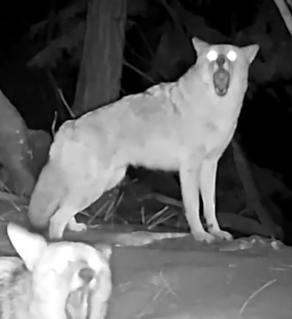 Two coyotes singing in the woods at night. 