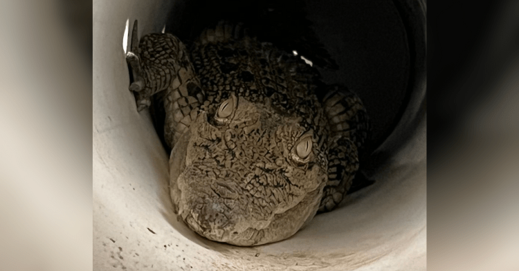 crocodile in chicken coop