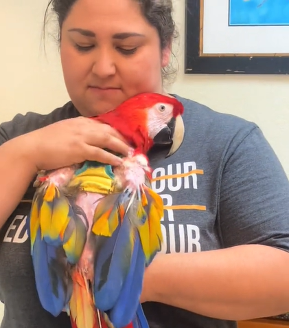 A woman smiles softly as she cradles her disabled parrot to her chest.
