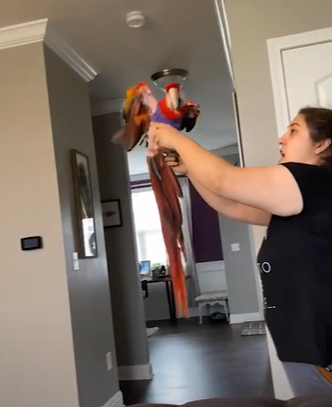 A woman's mouth is agape as she holds up her disabled parrot inside of her home.
