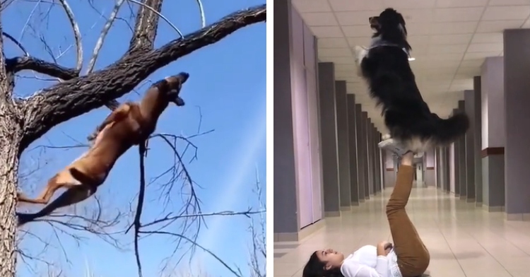 A two-photo collage. The first shows an athletic dog running up a tree. He's jumping. The second photo shows a woman laying on her back with her feet in the air. A large black and white dog stands on her feet.