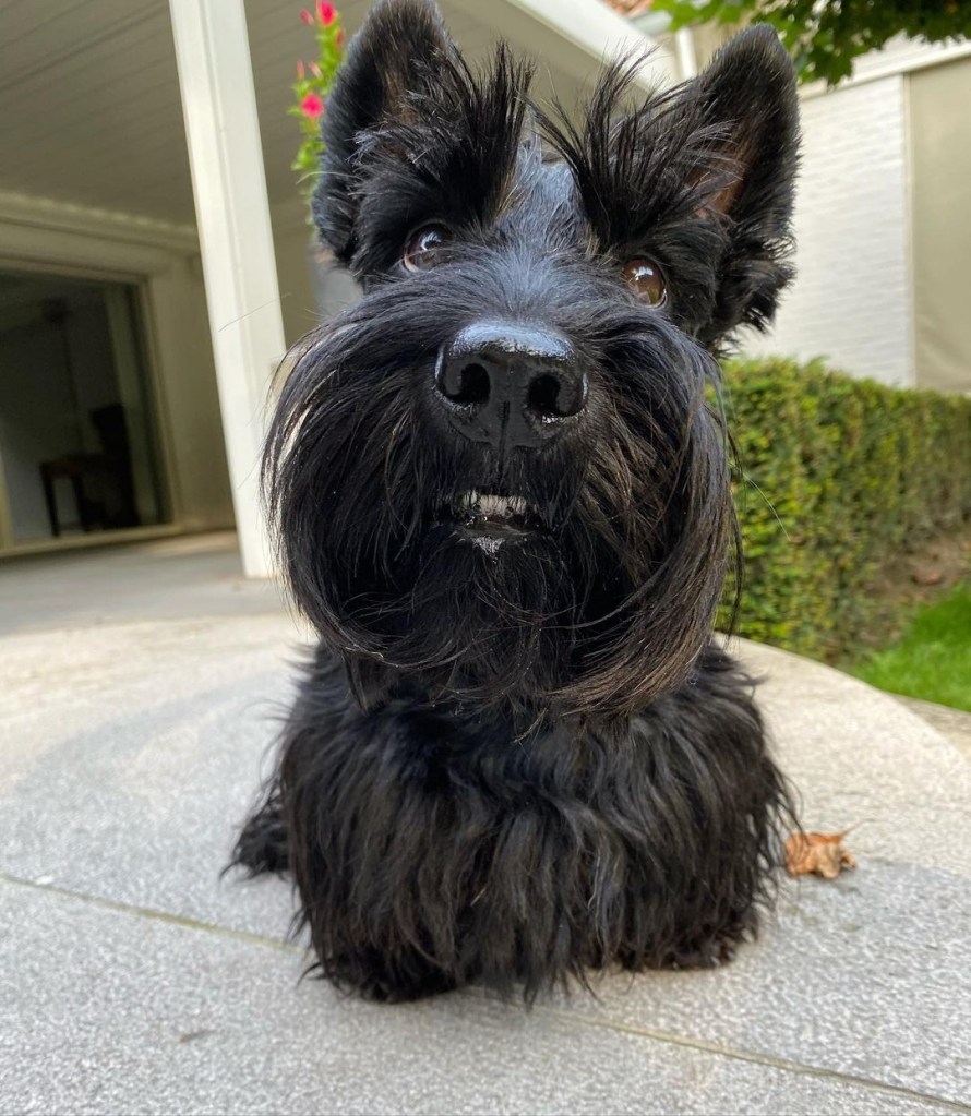 A black dog with a thick beard and furry eyebrows. 