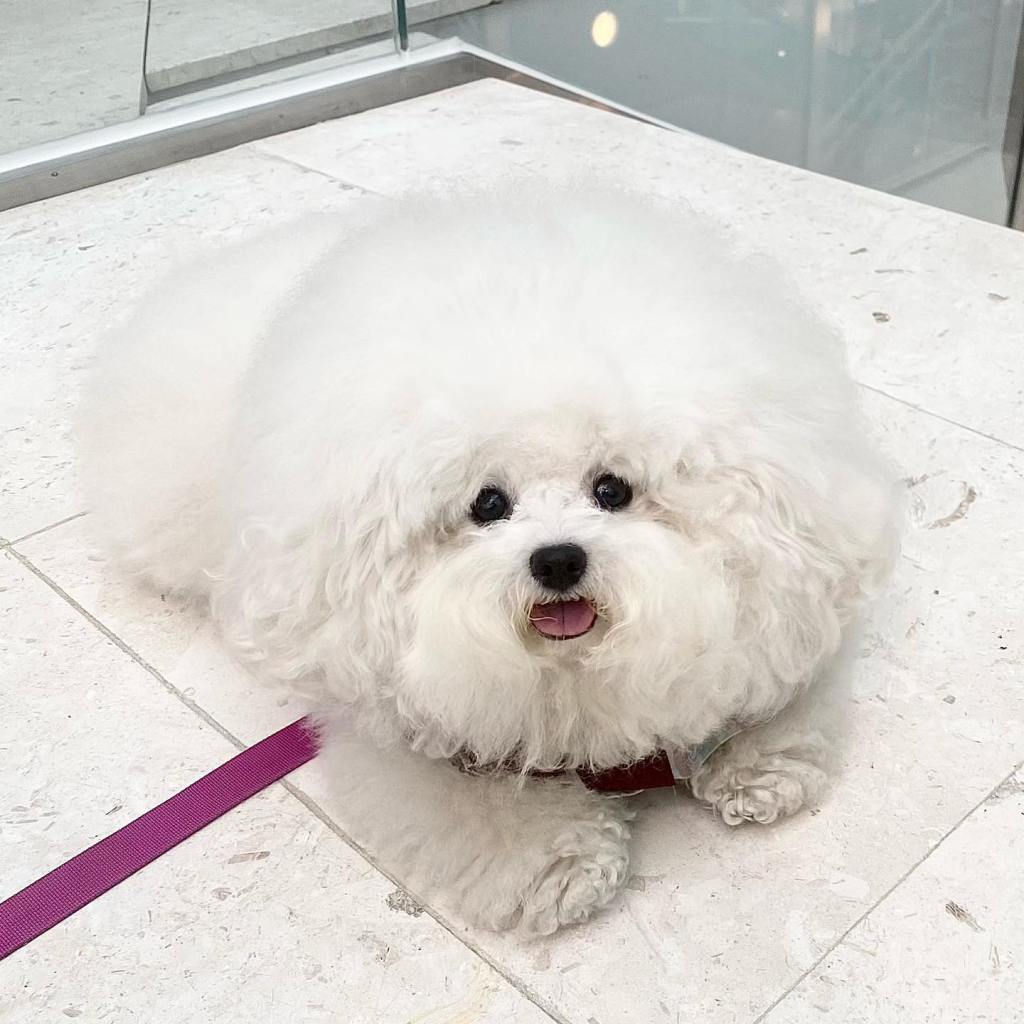 A very fluffy white dog laying on the ground. 