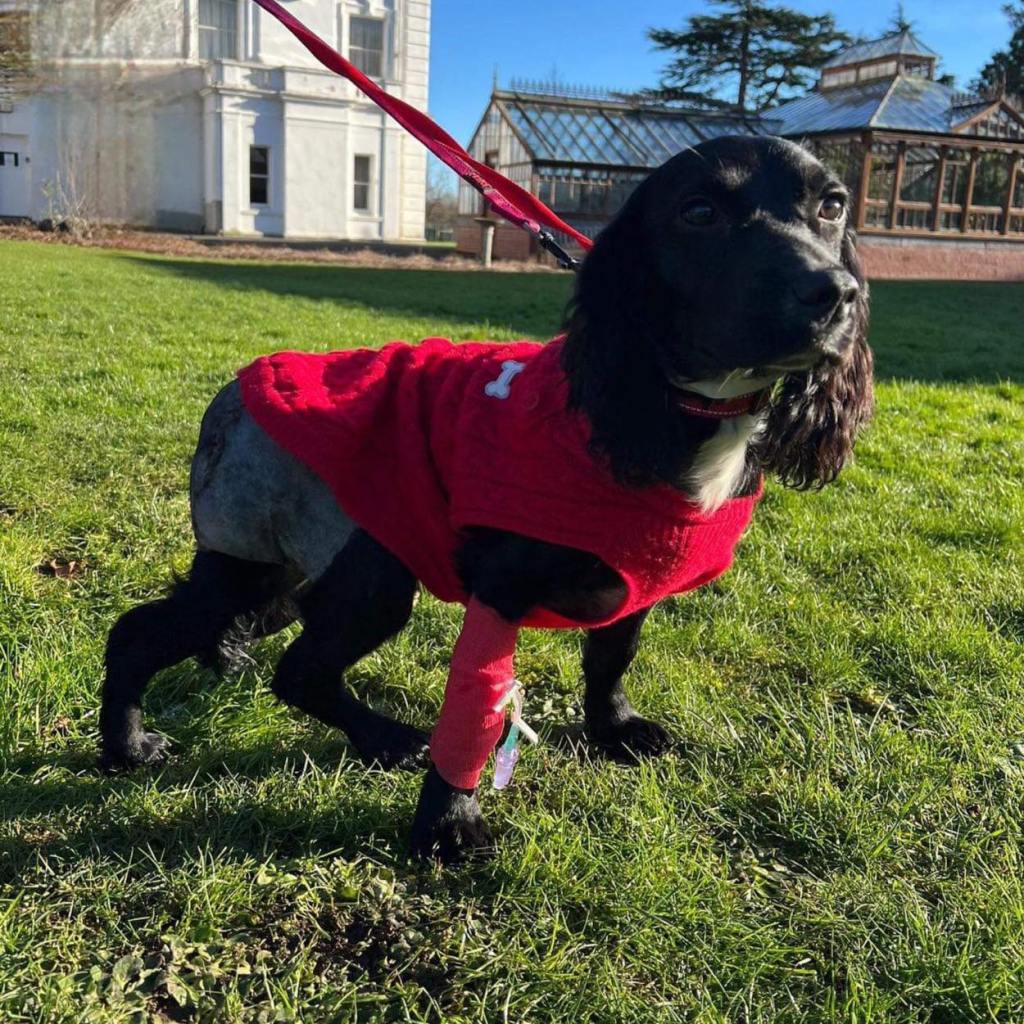 Ariel, the dog born with six legs, stands tall after surgery. She's on a leash, and she looks eager to explore. 