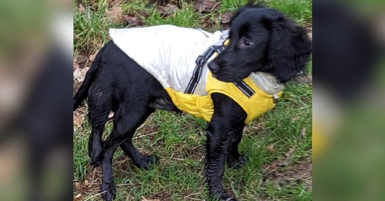 View of Ariel, a dog born with six legs, standing in some grass. She look back. Her extra limbs can be seen dangling between her hindlegs.