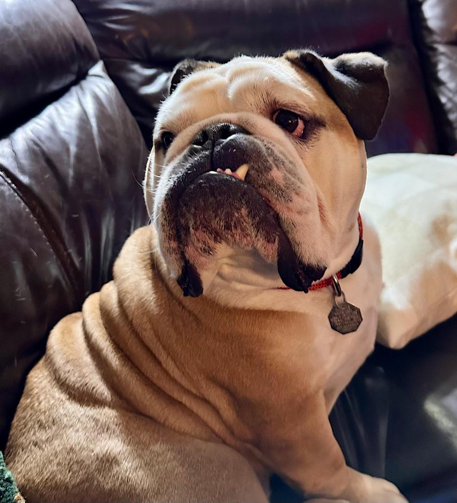A grumpy looking bulldog sitting on the couch. 