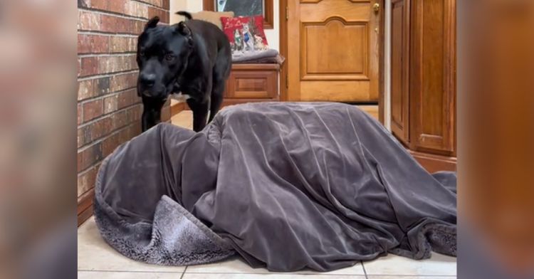 A dog plays hide and seek with his owner.