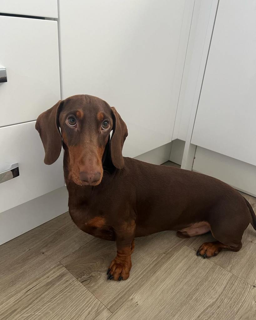 A long sausage dog looking up at the camera. 