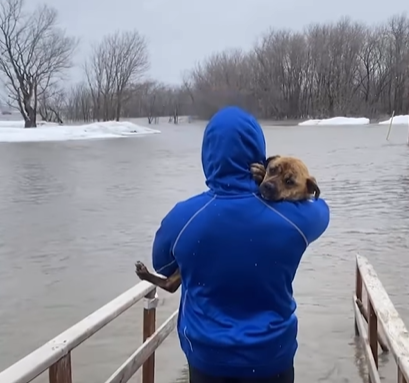 A man rescues a dog from dangerous floodwaters. 