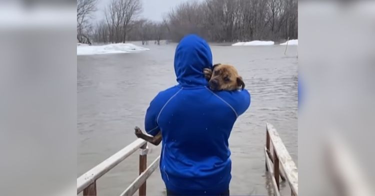 A man rescues a dog from dangerous floodwaters.