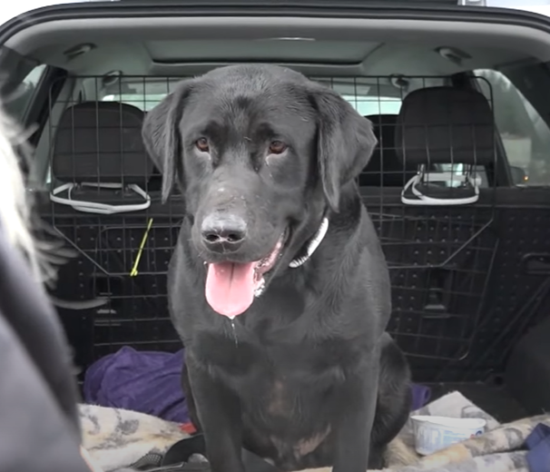 A Labrador retriever who had to be rescued from a difficult situation.