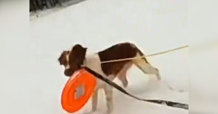 Ruby the dog saves her owner, who fell through the ice.