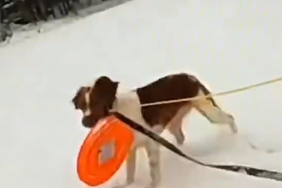 Ruby the dog saves her owner, who fell through the ice. 