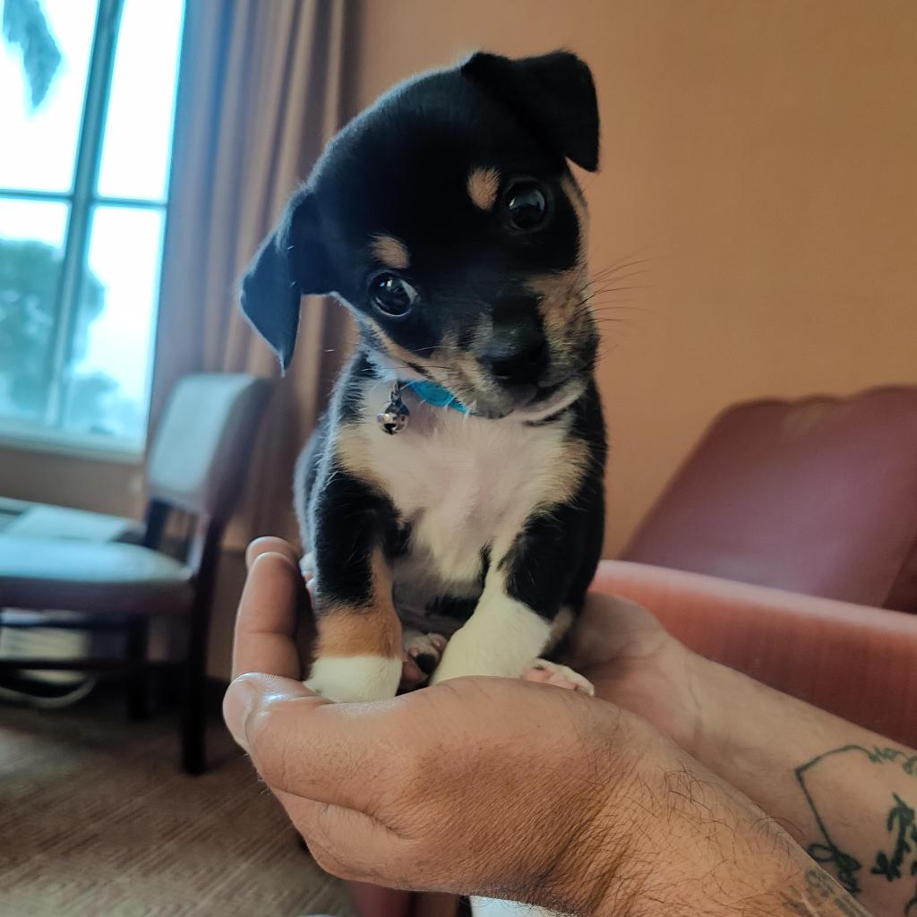 A person holding a small puppy in their hands.
