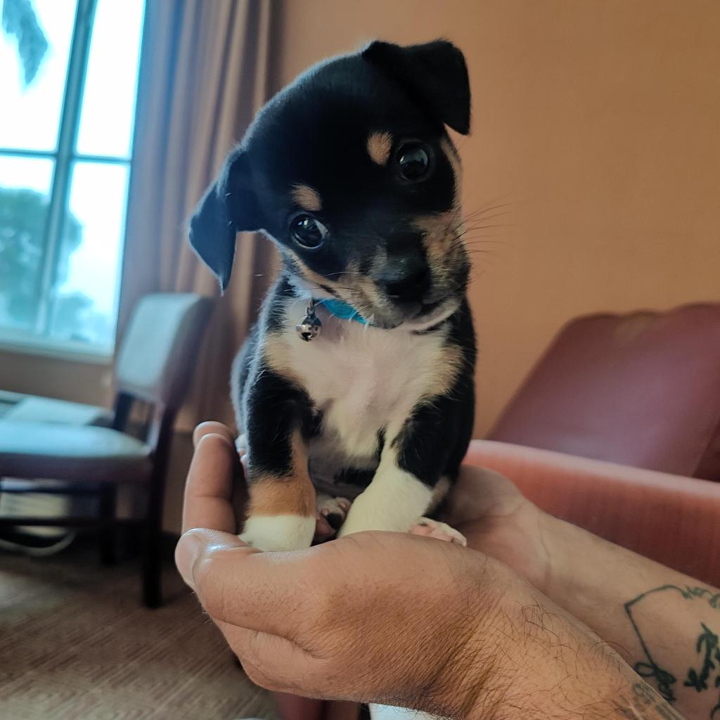 A person holding a small puppy in their hands. 