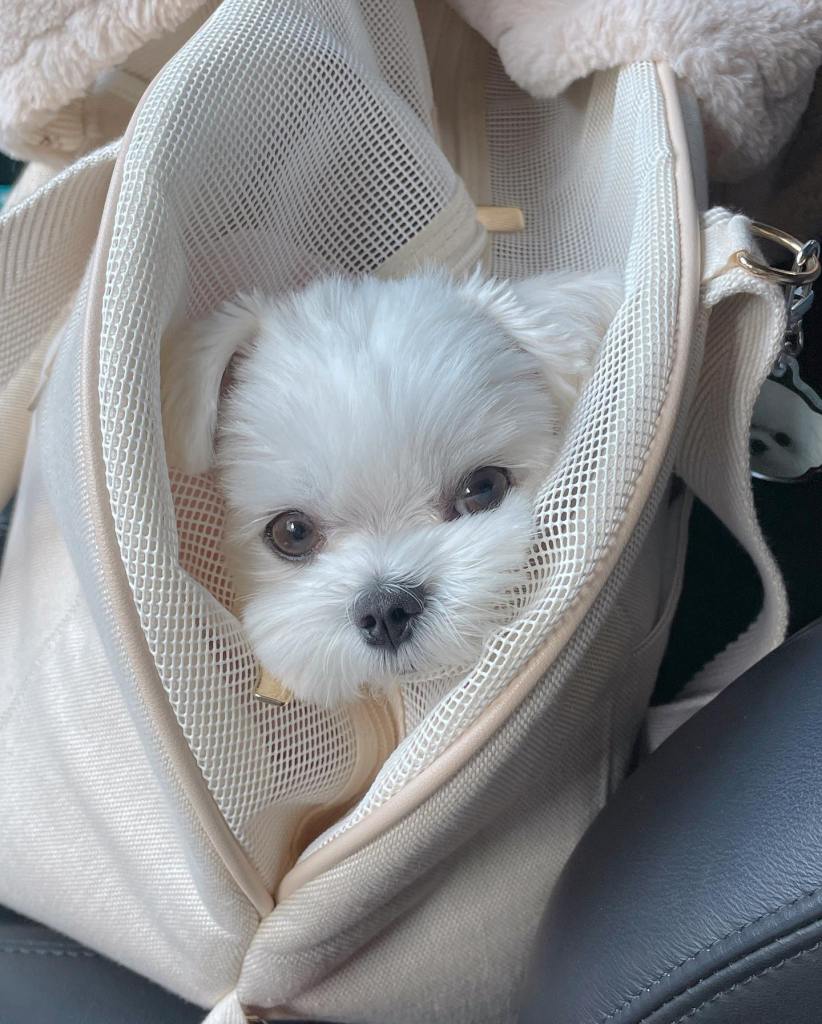 A tiny white dog inside a bag.