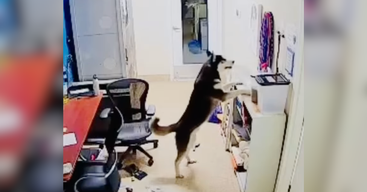 dog standing and trying to get snacks