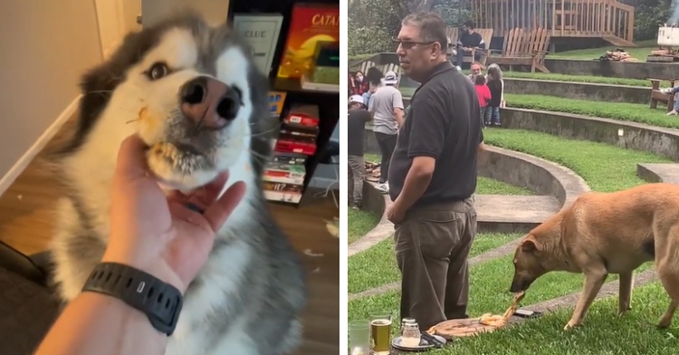 A two-photo collage. The first shows a close up as a human hand gently grabs the face of a husky who seems to have something on his face like he's just eaten. The second photo shows a dog sneaking up behind a man outside. There's plates of food and drinks on the ground. The dog has a slice of pizza in their mouth and is starting to carry it away.