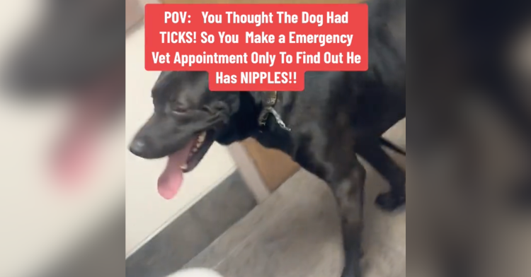 Family Brings Dog To Emergency Vet For 