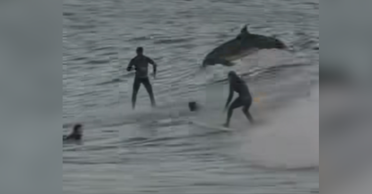 dolphins with surfers