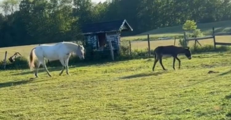 A blind horse follows her seeing eye donkey.